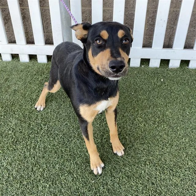 A young medium-sized female Australian Kelpie dog named Liberty for adoption in Modesto, CA