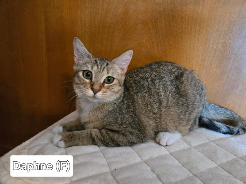 A baby medium-sized female Tabby (Brown / Chocolate) Domestic Short Hair cat named Daphne for adoption in Broken Arrow, OK