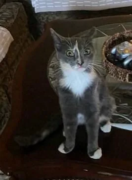 A baby medium-sized female Dilute Calico cat named Ginny for adoption in Waynesboro, VA