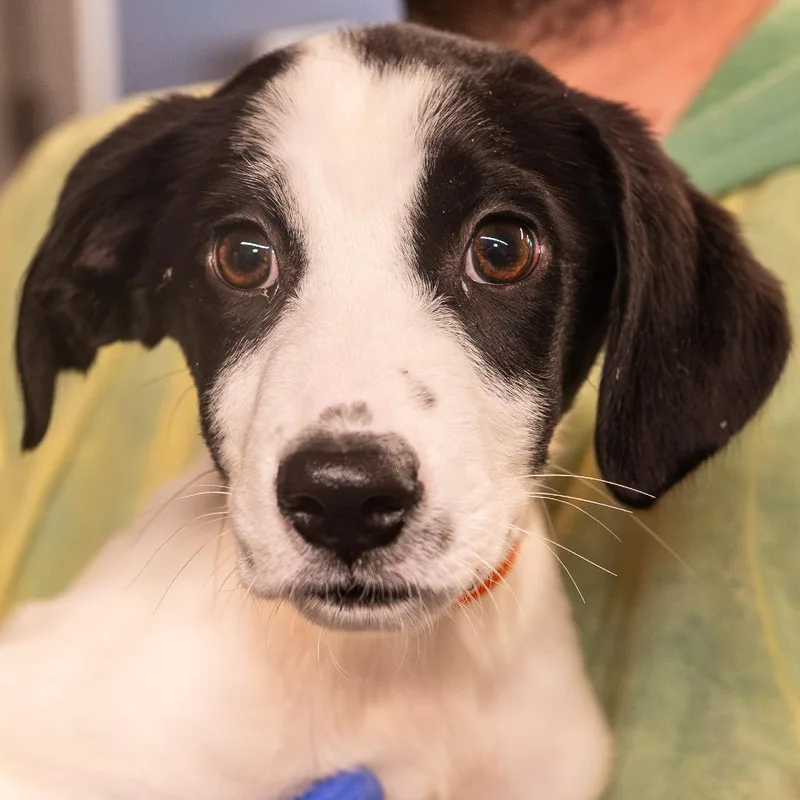 A baby small-sized female Black Mixed Breed dog named Gelato Avail By Appt for adoption in Kennebunk, ME
