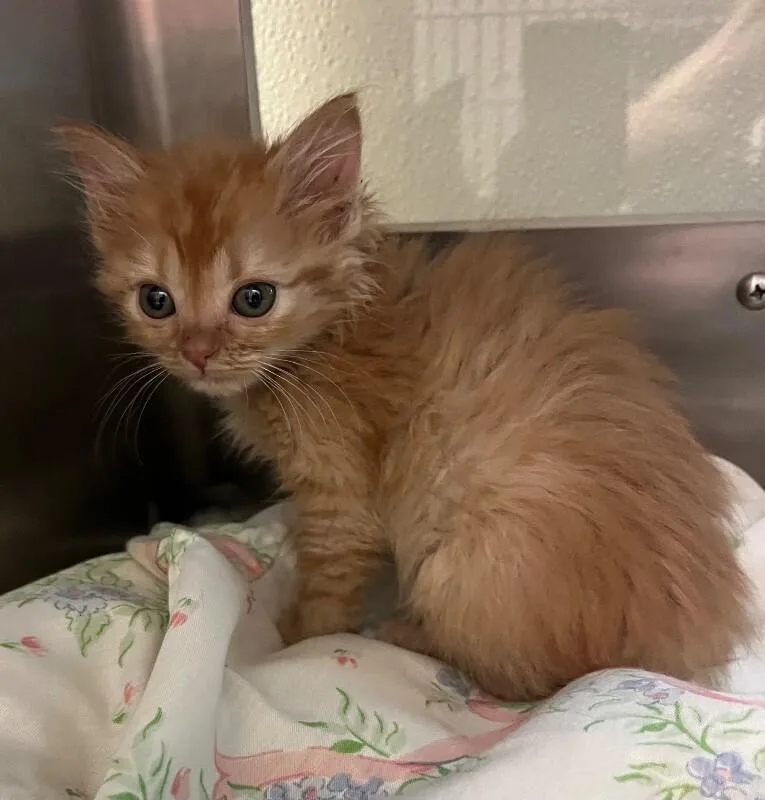 A young medium-sized female Orange / Red Domestic Medium Hair cat named Reba for adoption in Disputanta, VA