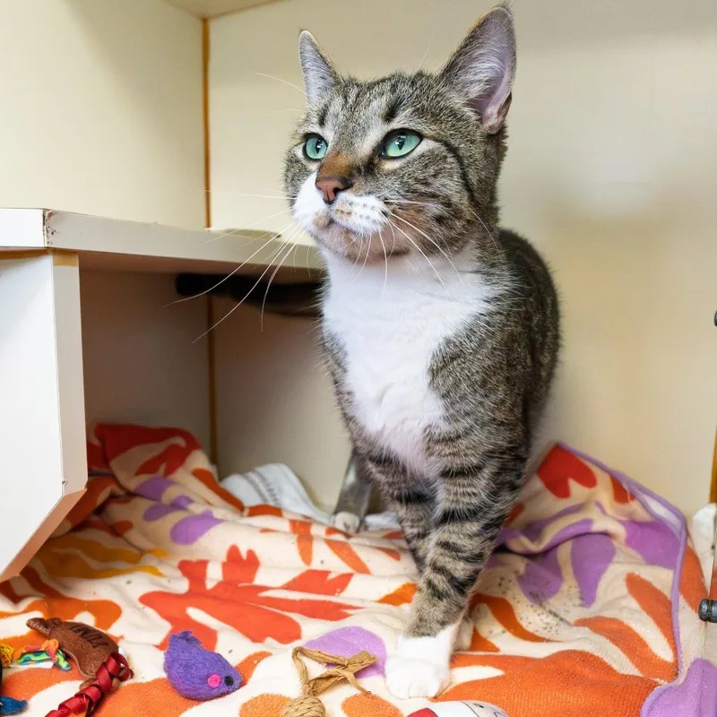 An adult medium-sized male Black Domestic Short Hair cat named Simba for adoption in South Elgin, IL