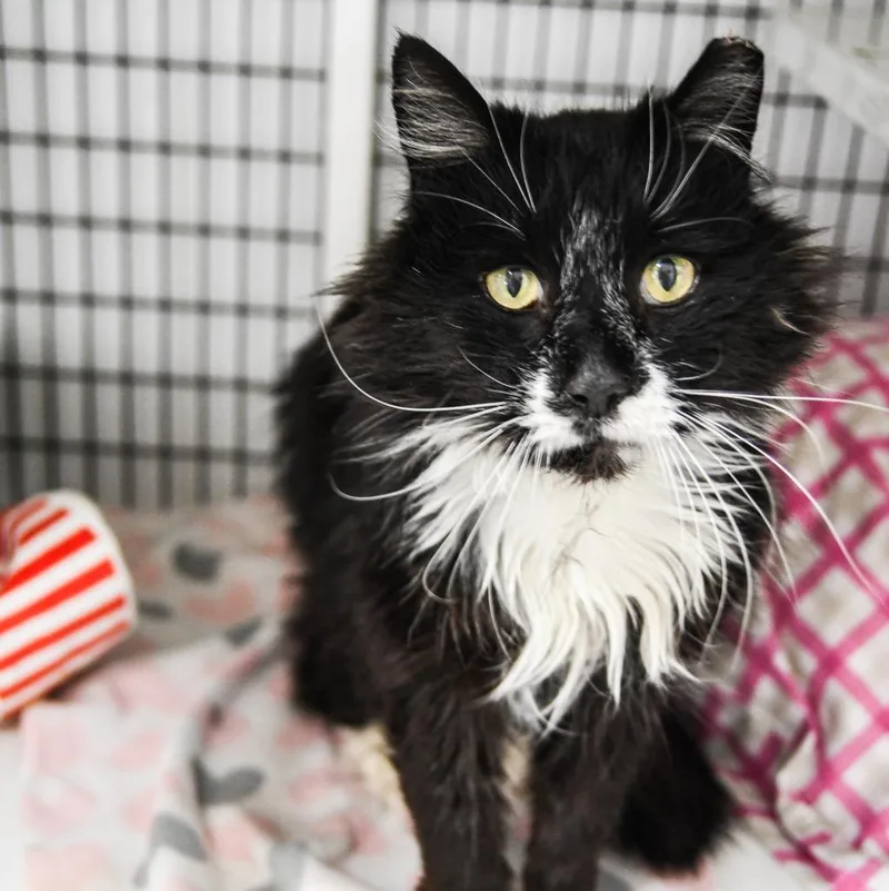 An adult large-sized male Domestic Long Hair cat named Merlin for adoption in Ewing, NJ