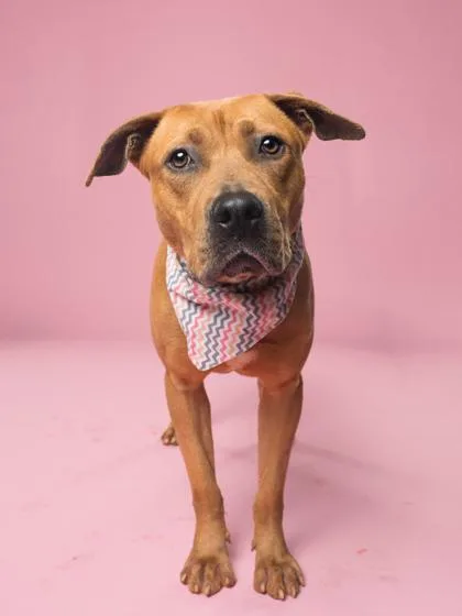 An adult large-sized male Mixed Breed dog named Centennial for adoption in Atlanta, GA