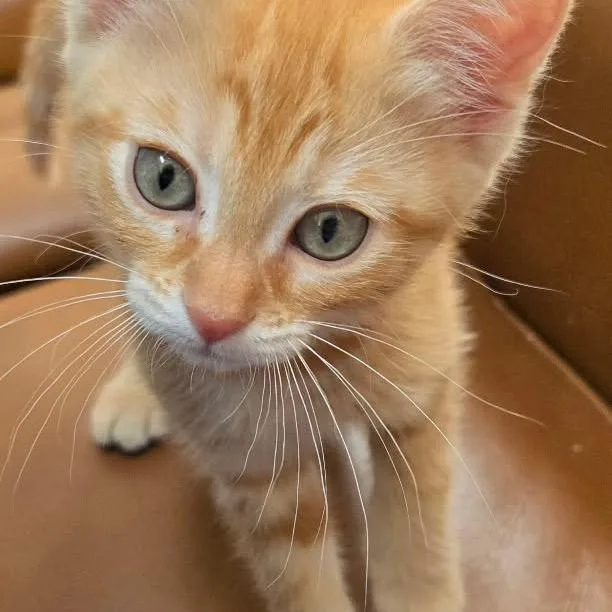 A baby small-sized female Orange / Red Domestic Short Hair cat named Sunny for adoption in Commerce City, CO
