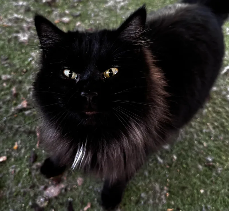 An adult medium-sized female Domestic Long Hair cat named Kola for adoption in Dunnigan, CA