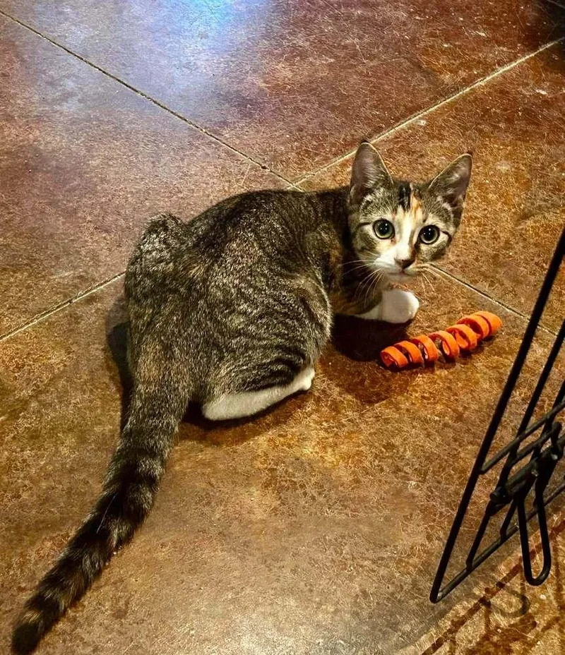 A baby small-sized female Domestic Short Hair cat named Maddie for adoption in Scott, LA