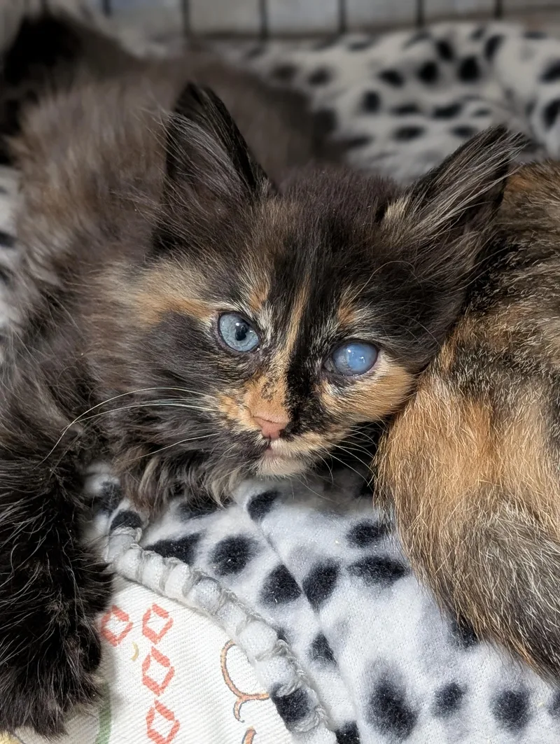 Lily thumbnail 2