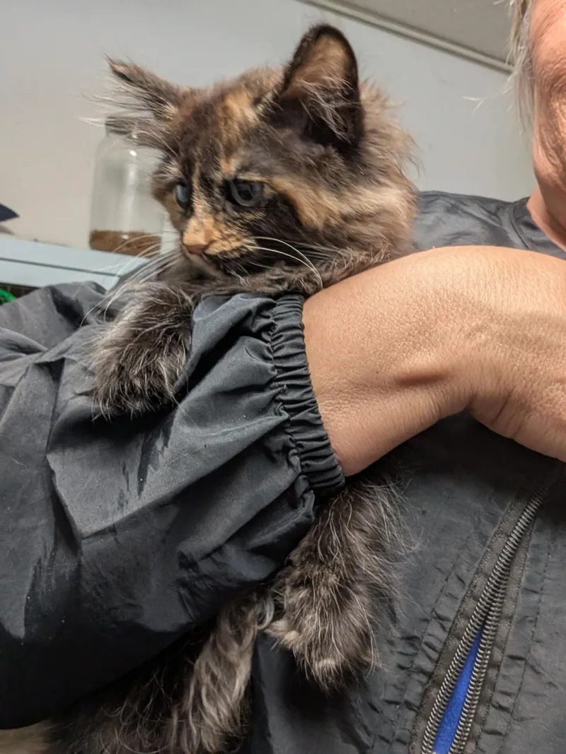 Lily thumbnail 3