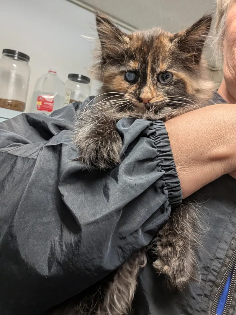Lily thumbnail 4
