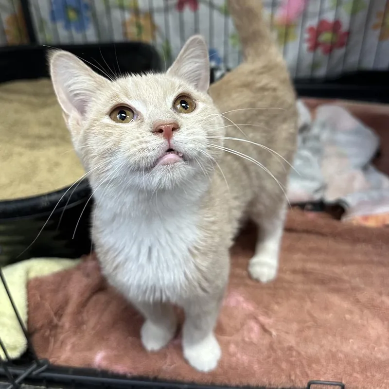 A baby small-sized female Buff / Tan / Fawn Domestic Short Hair cat named Poblano for adoption in Mount Laurel, NJ
