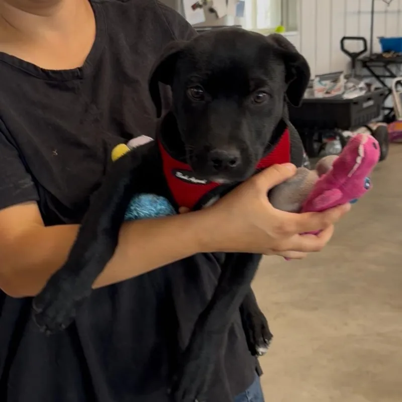 A baby medium-sized female Black Labrador Retriever dog named Indy for adoption in Spanish Fork, UT