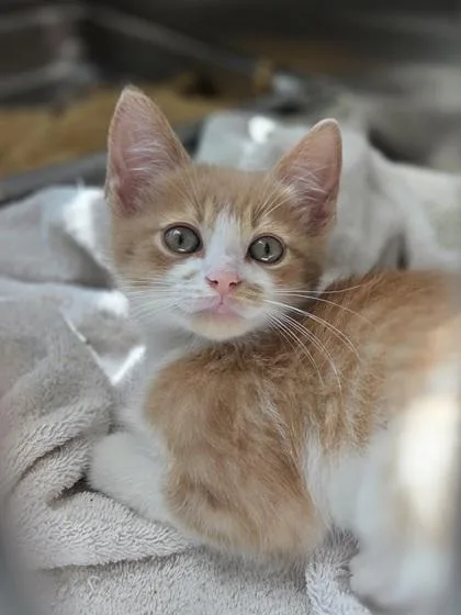 A baby small-sized male Domestic Short Hair cat named Kappa for adoption in Westland, MI