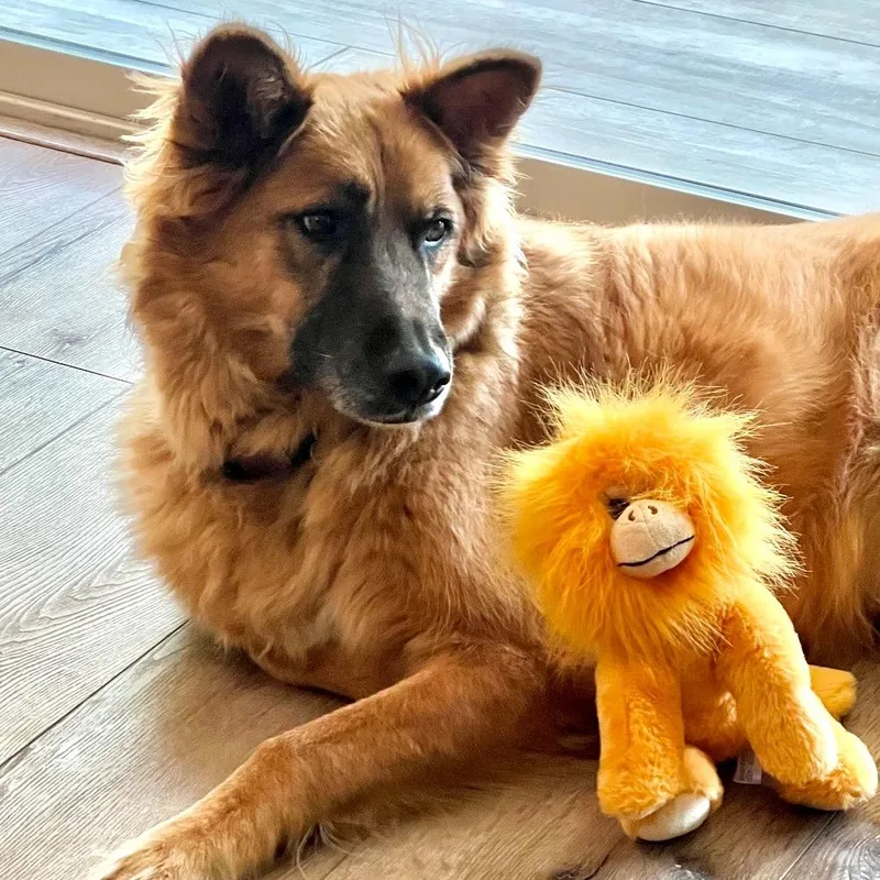 A senior large-sized male Yellow / Tan / Blond / Fawn German Shepherd Dog dog named Coda for adoption in Oceanside, CA