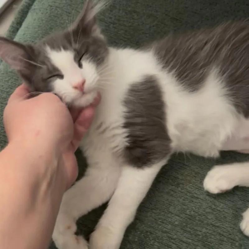 A young small-sized male Domestic Long Hair cat named Dominic for adoption in Hemet, CA