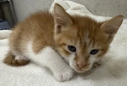A baby small-sized male Domestic Short Hair cat named Orcale for adoption in Honolulu, HI