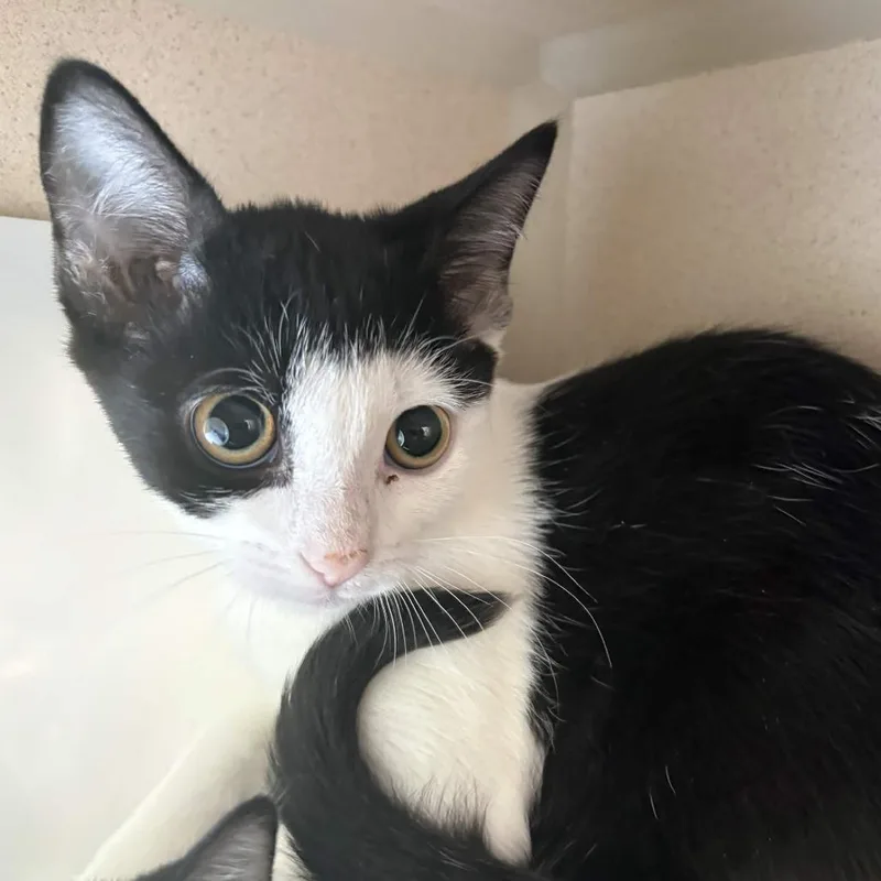 A baby small-sized female Black Domestic Short Hair cat named Hudsona for adoption in Gloucester, VA