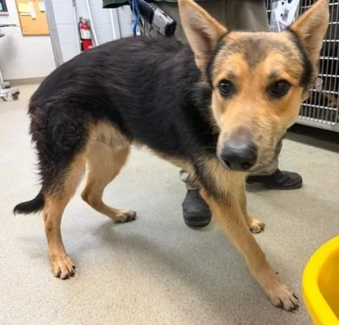 A young extra large-sized male German Shepherd Dog dog named A for adoption in Oklahoma City, OK