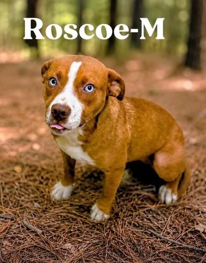 An adult medium-sized male Mixed Breed dog named Roscoe for adoption in Guntersville, AL