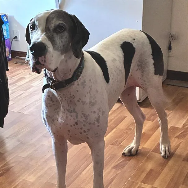 An adult large-sized female White / Cream Great Dane dog named Pearl for adoption in Rogersville, MO