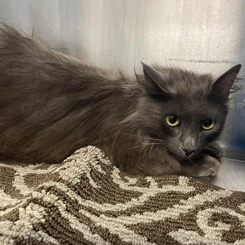 An adult medium-sized female Gray / Blue / Silver Domestic Long Hair cat named Scaramouche for adoption in Port Charlotte, FL