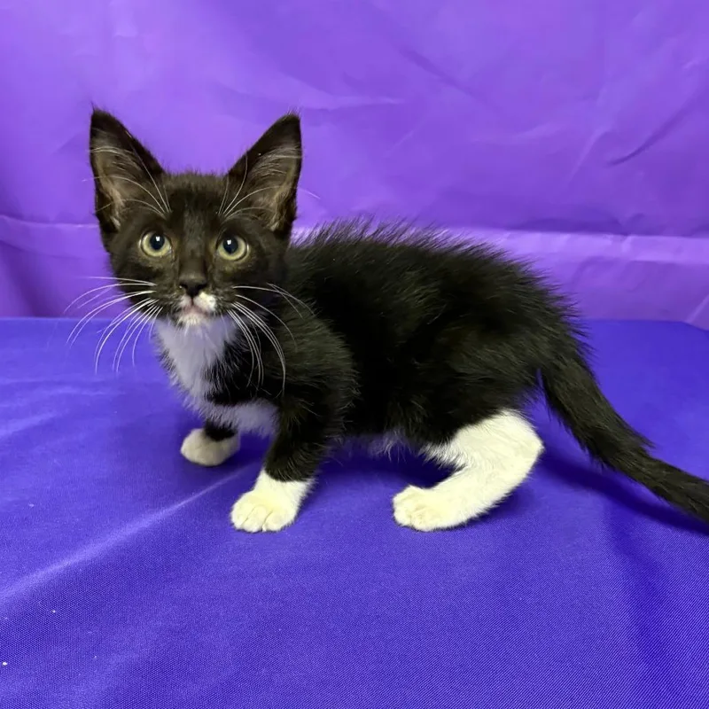 A baby small-sized male Domestic Short Hair cat named Chuck for adoption in North Myrtle Beach, SC