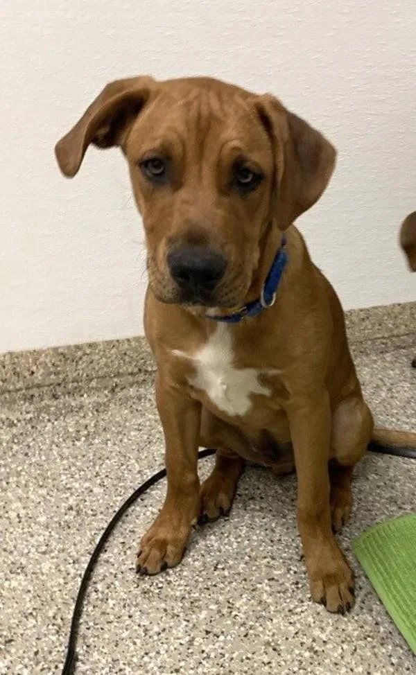A baby medium-sized male Pit Bull Terrier dog named Scrappy for adoption in Vancouver, WA