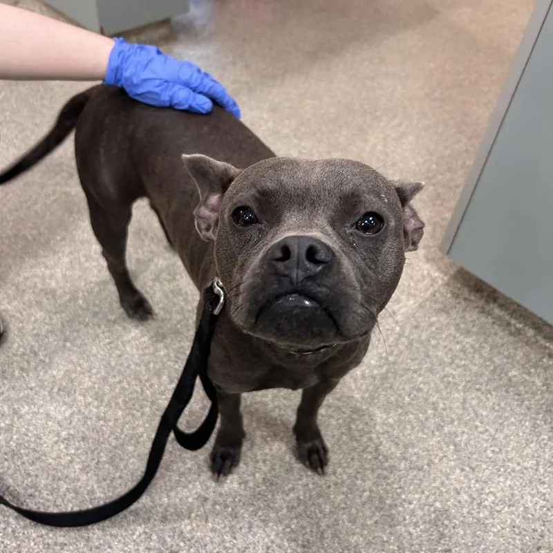 A young medium-sized female Brown / Chocolate Mixed Breed dog named Tinsel for adoption in Jacksonville, FL
