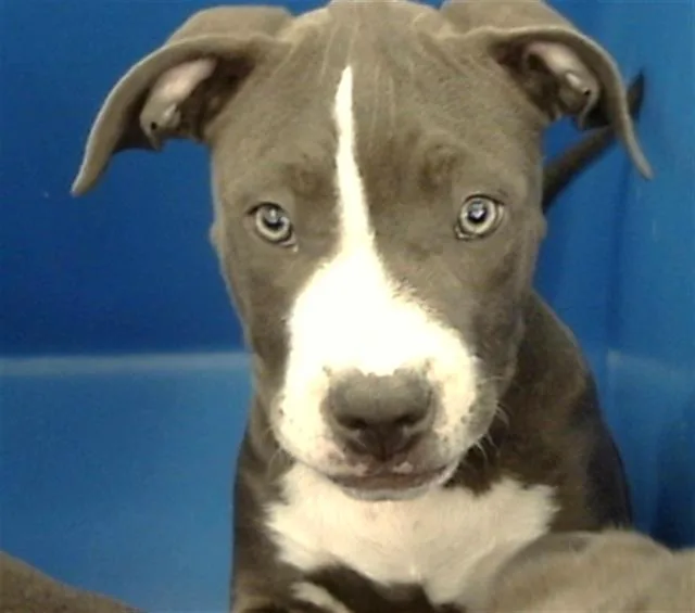 A baby large-sized female Mixed Breed dog named Tonga for adoption in Dallas, TX