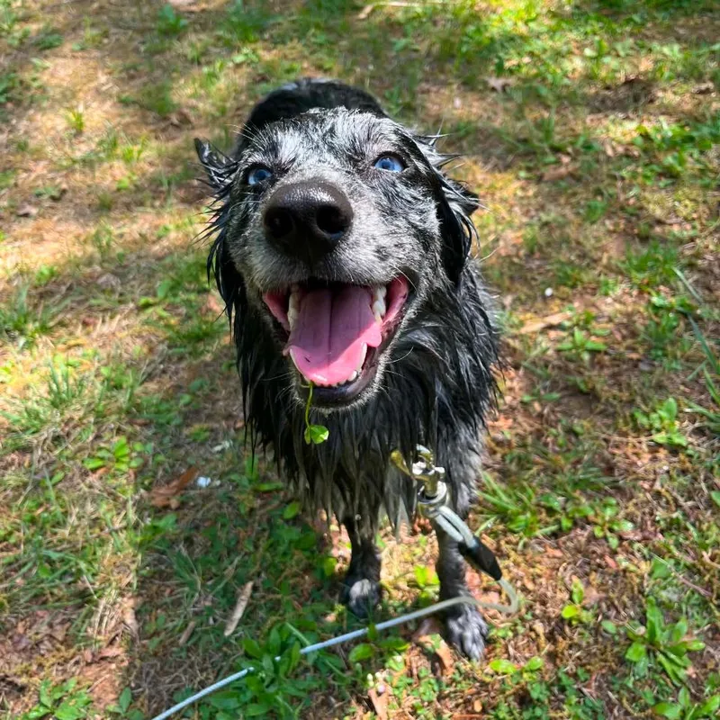 An adult small-sized male Gray / Blue / Silver Australian Shepherd dog named Ragnar for adoption in Lynchburg, VA
