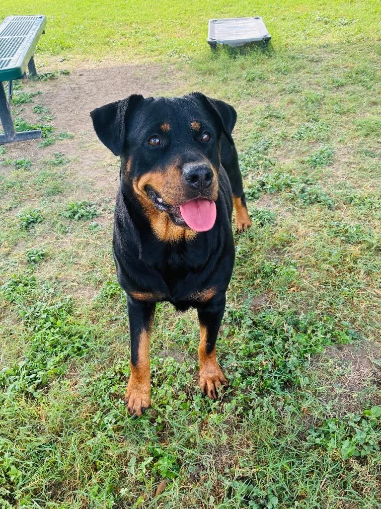 An adult large-sized female Rottweiler dog named Sky for adoption in Seguin, TX