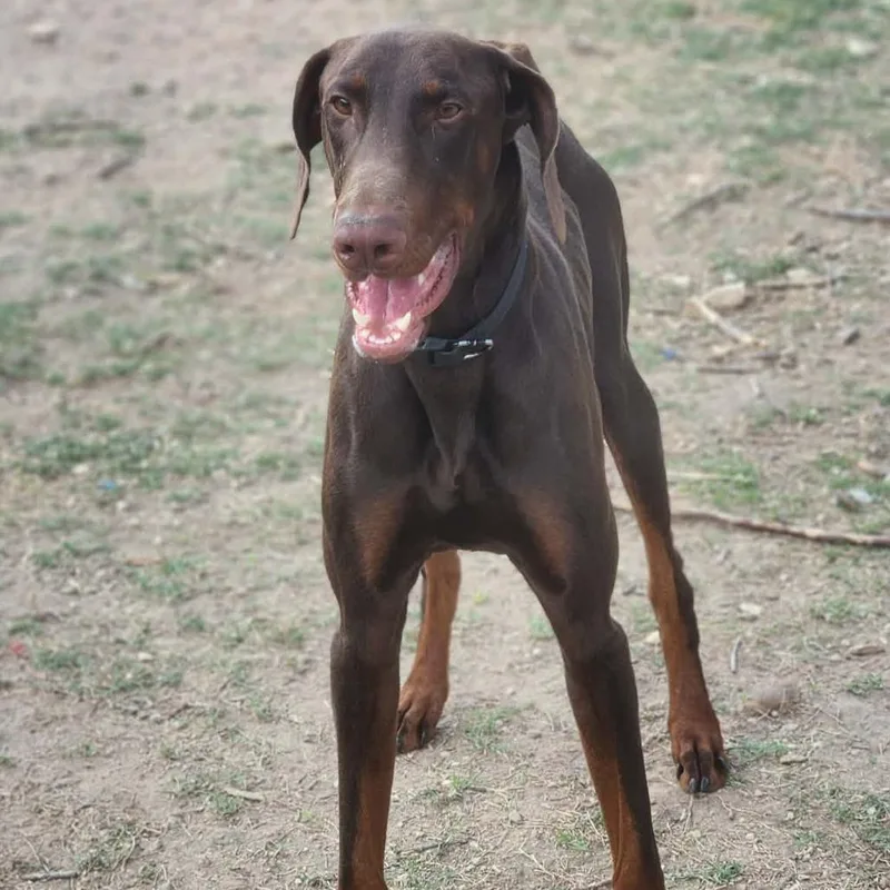 A young large-sized male Doberman Pinscher dog named Yeager III YC for adoption in Austin, TX