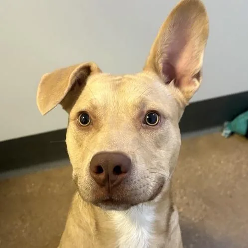 A young medium-sized male Mixed Breed dog named Nutmeg for adoption in Middletown, RI