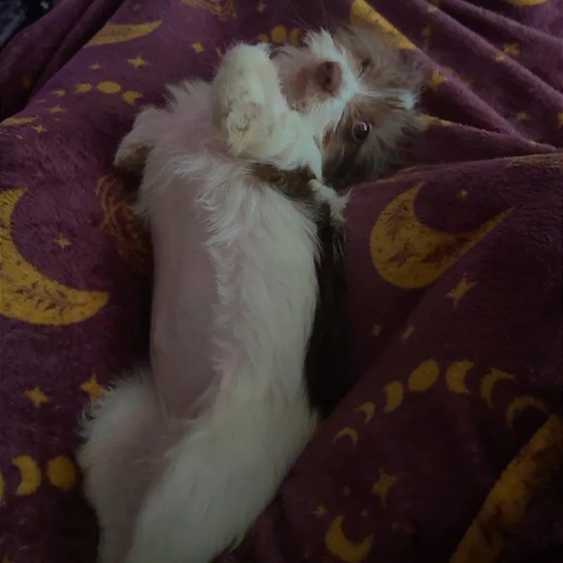 Coco thumbnail 2