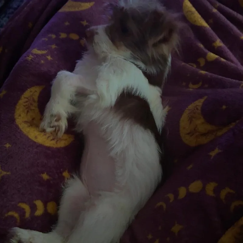 Coco thumbnail 3