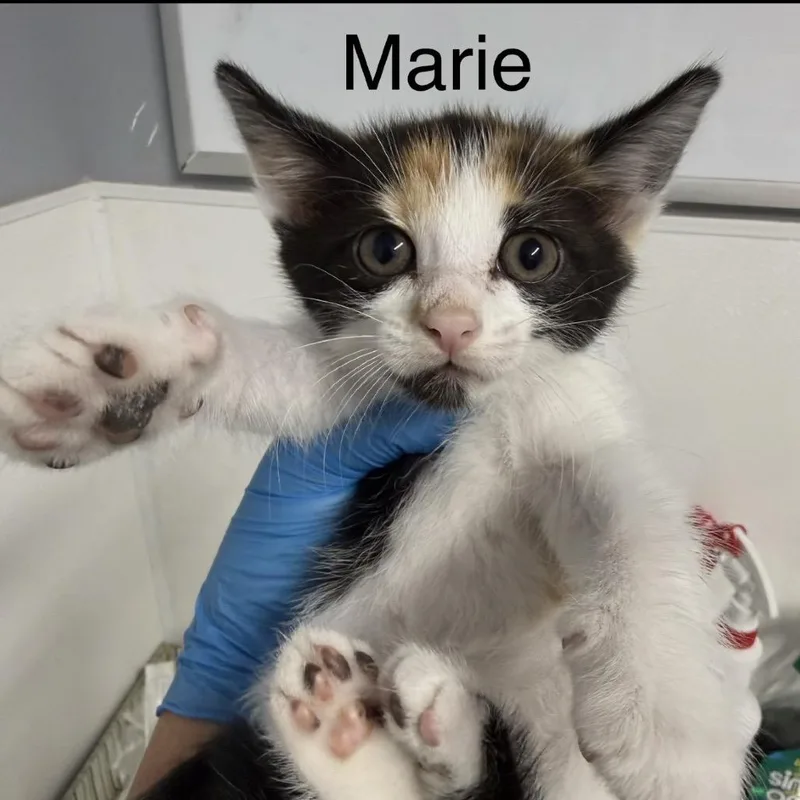 Marie thumbnail 3