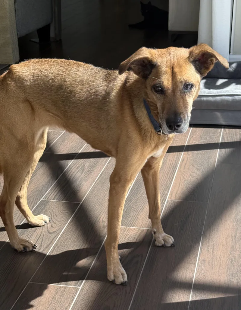 A senior medium-sized female Shepherd dog named April for adoption in Bradenton, FL