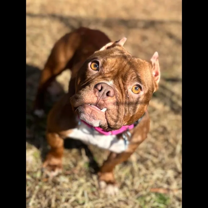 Spaghettios thumbnail 2