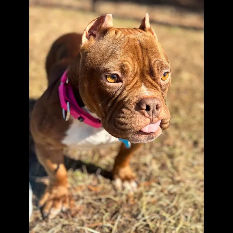 Spaghettios thumbnail 4