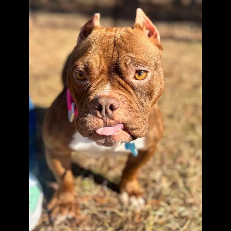 Spaghettios thumbnail 5