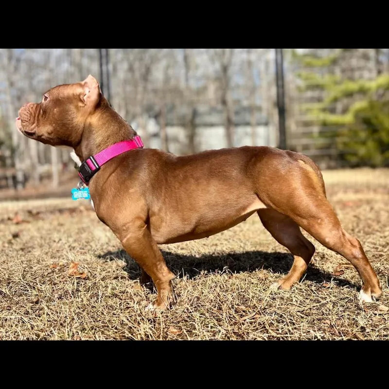 Spaghettios thumbnail 6