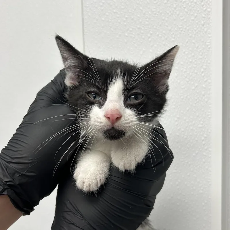 A baby small-sized male Black Domestic Short Hair cat named Swift for adoption in Abilene, TX