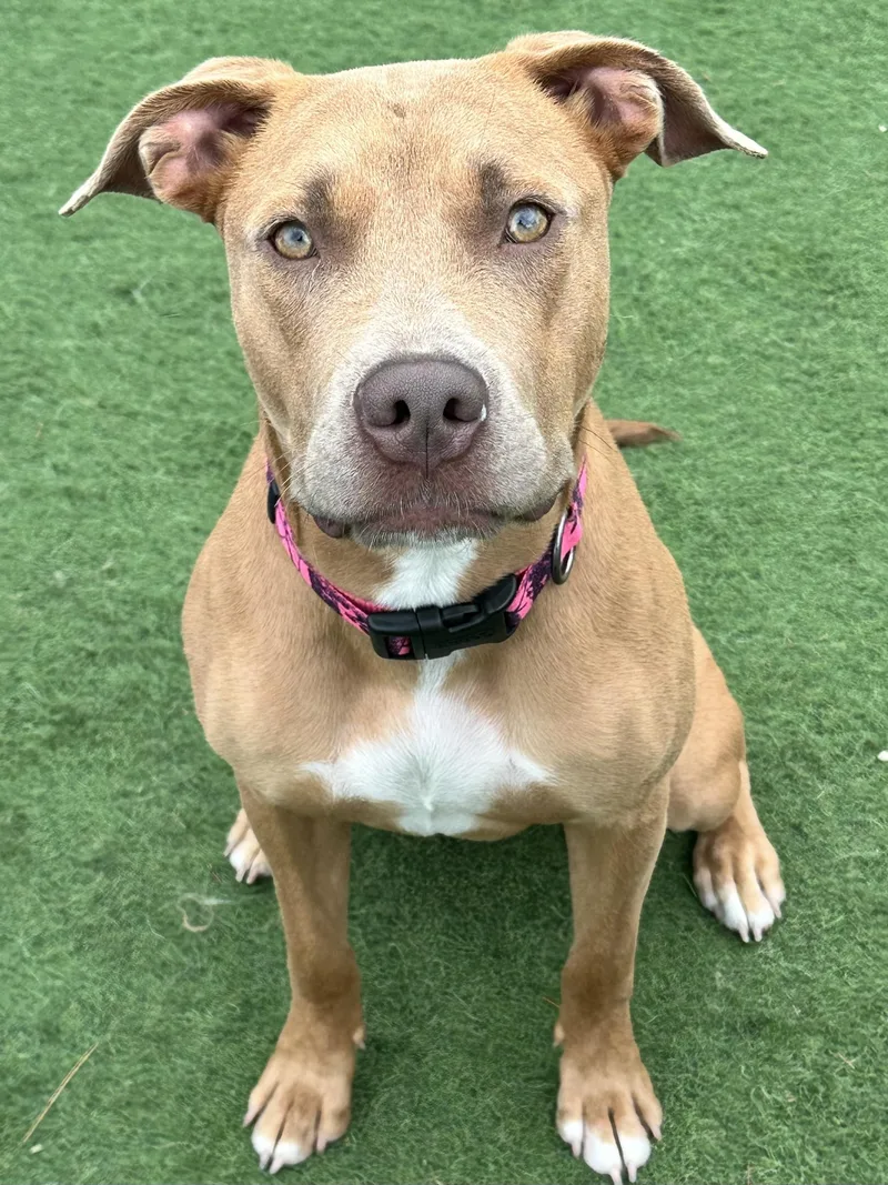A young medium-sized female Yellow / Tan / Blond / Fawn Pit Bull Terrier dog named Jubie for adoption in Racine, WI