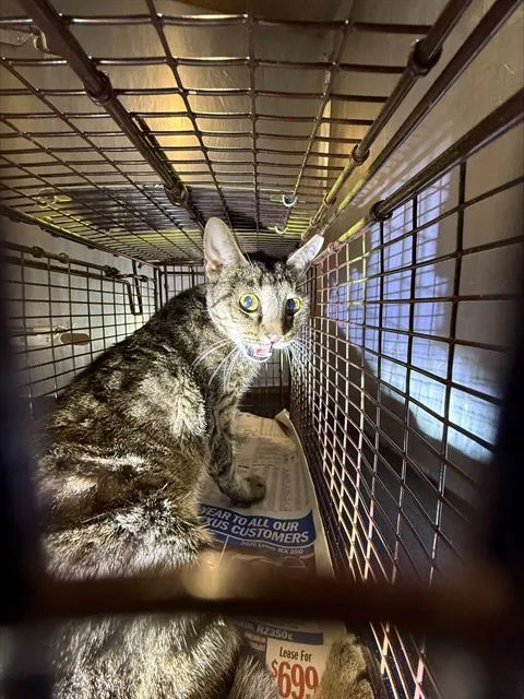 A young small-sized female Domestic Short Hair cat named Shorty for adoption in San Antonio, TX