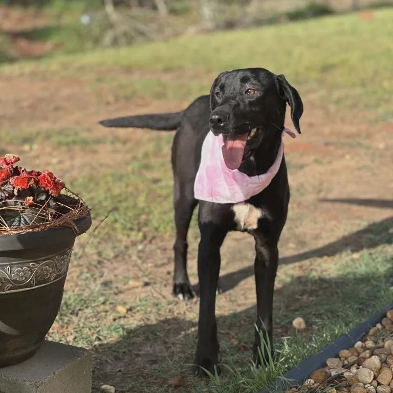 A young medium-sized female Black Labrador Retriever dog named Honey for adoption in Leesburg, GA