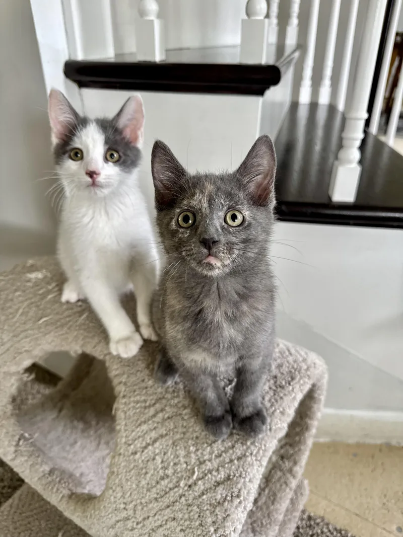 A baby medium-sized male Dilute Tortoiseshell Domestic Short Hair cat named Oreo S. & Cocoa for adoption in Lemoyne, PA