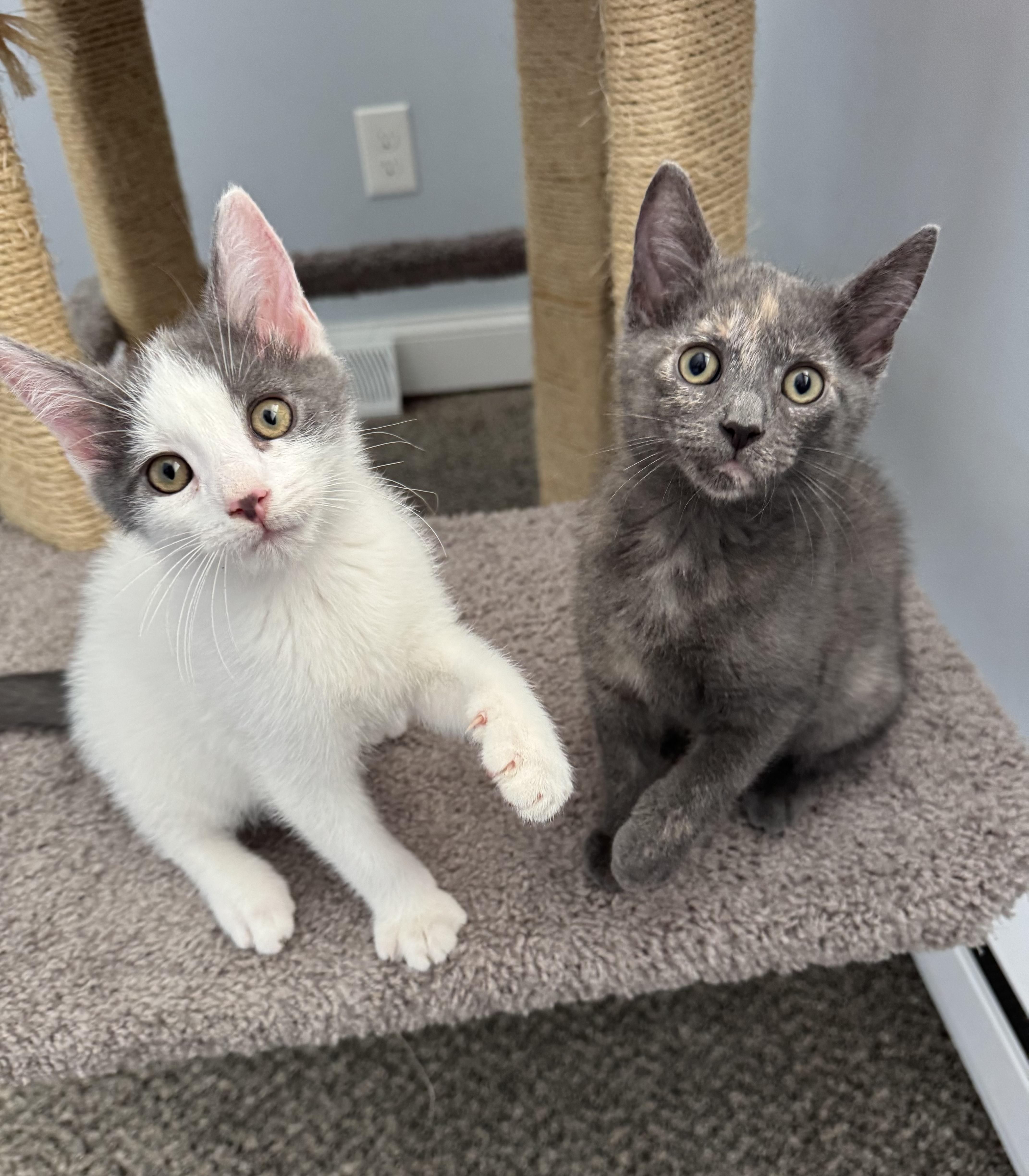 Oreo S. & Cocoa thumbnail 3