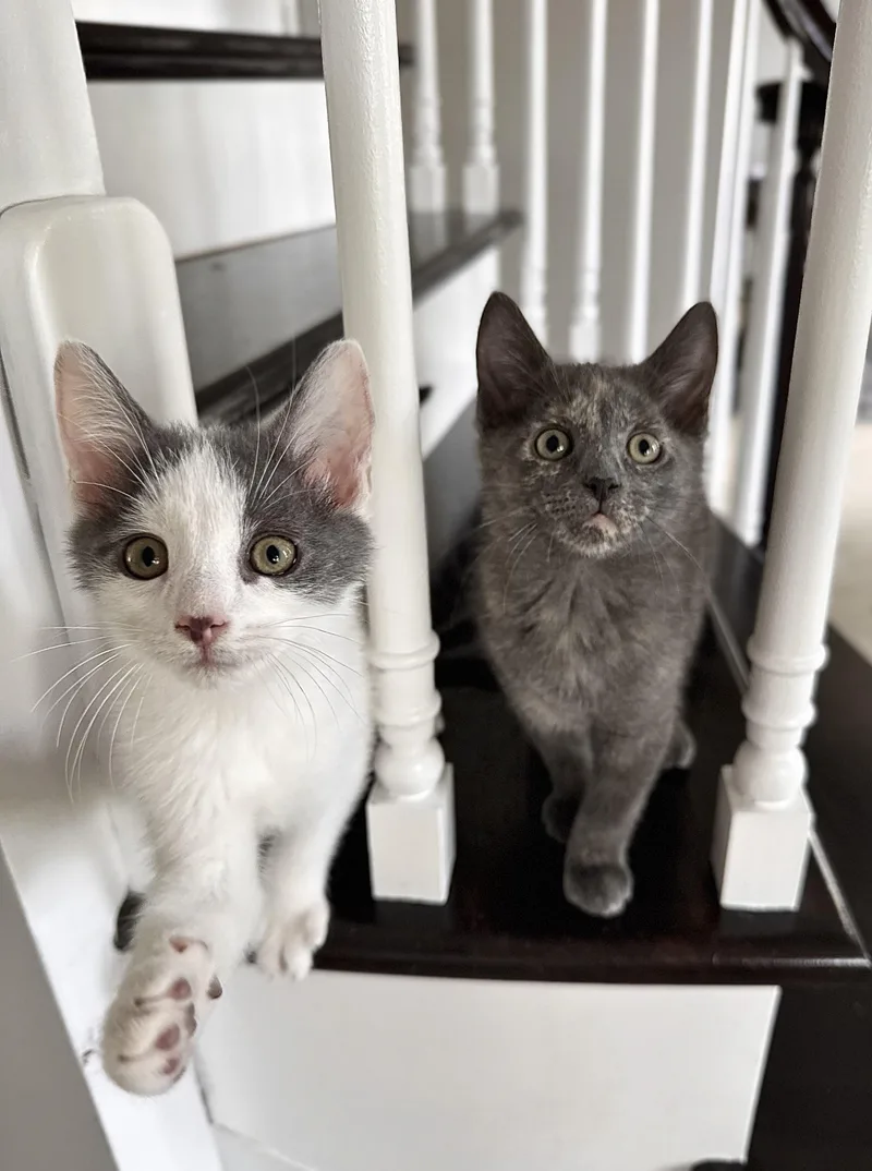 Oreo S. & Cocoa thumbnail 5