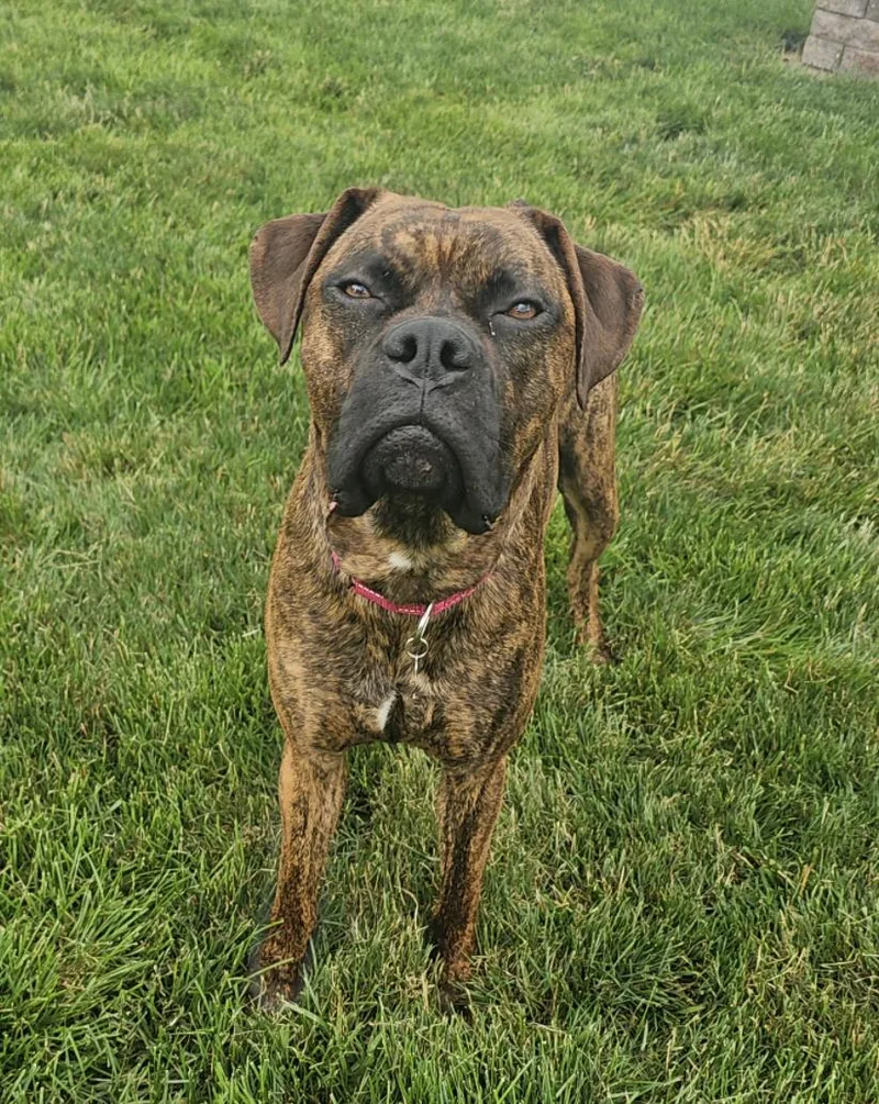 A young medium-sized male Boxer dog named Clubber "Clubby" for adoption in Middlesex, NJ