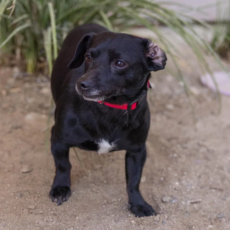 An adult small-sized male Black Dachshund dog named Little Shadow for adoption in Palm Springs, CA